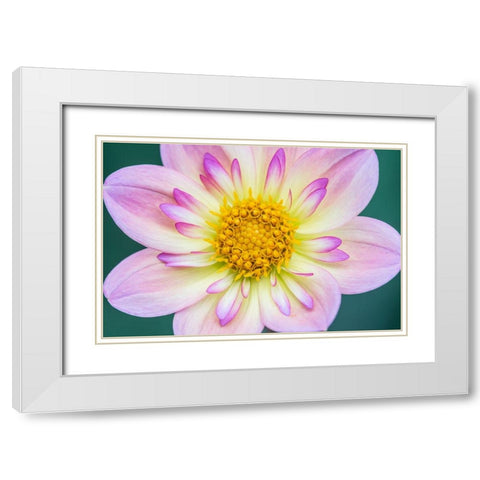 Washington State-Bellevue Dahlia White Modern Wood Framed Art Print with Double Matting by Tilley, Rob