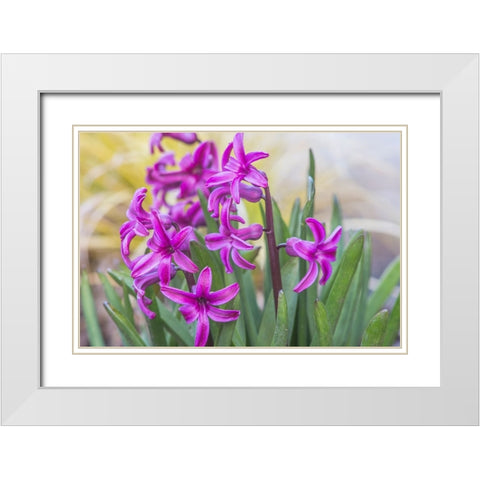 Washington State-Bellevue Hyacinth White Modern Wood Framed Art Print with Double Matting by Tilley, Rob