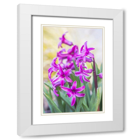 Washington State-Bellevue Hyacinth White Modern Wood Framed Art Print with Double Matting by Tilley, Rob