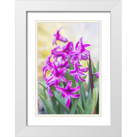 Washington State-Bellevue Hyacinth White Modern Wood Framed Art Print with Double Matting by Tilley, Rob
