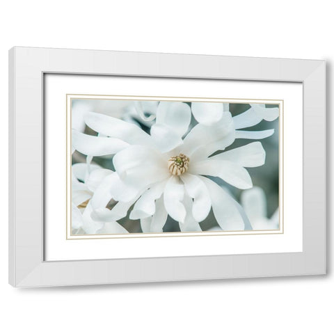 Washington State-Bellevue Star magnolia White Modern Wood Framed Art Print with Double Matting by Tilley, Rob