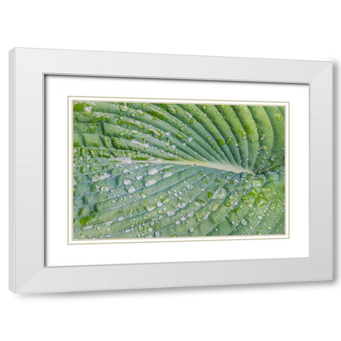 Washington State-Bellevue Water drops on hosta White Modern Wood Framed Art Print with Double Matting by Tilley, Rob