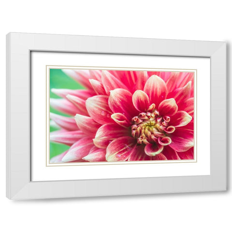 Washington State-Seattle Dahlia White Modern Wood Framed Art Print with Double Matting by Tilley, Rob