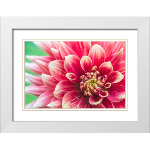 Washington State-Seattle Dahlia White Modern Wood Framed Art Print with Double Matting by Tilley, Rob
