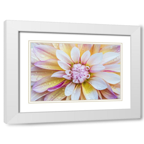 Washington State-Seattle Dahlia White Modern Wood Framed Art Print with Double Matting by Tilley, Rob
