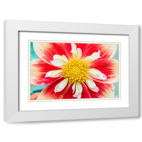 Washington State-Seattle Dahlia White Modern Wood Framed Art Print with Double Matting by Tilley, Rob