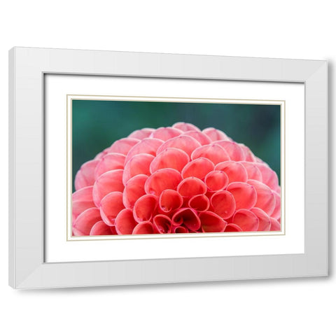 Washington State-Seattle Dahlia White Modern Wood Framed Art Print with Double Matting by Tilley, Rob