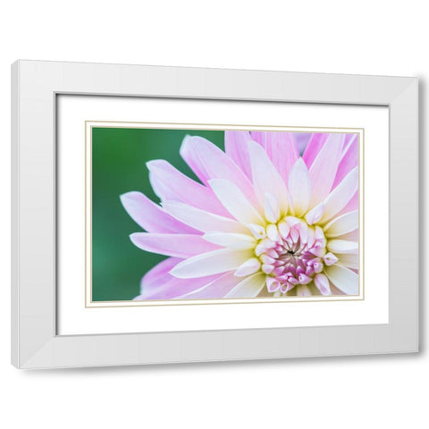 Washington State-Seattle Dahlia White Modern Wood Framed Art Print with Double Matting by Tilley, Rob