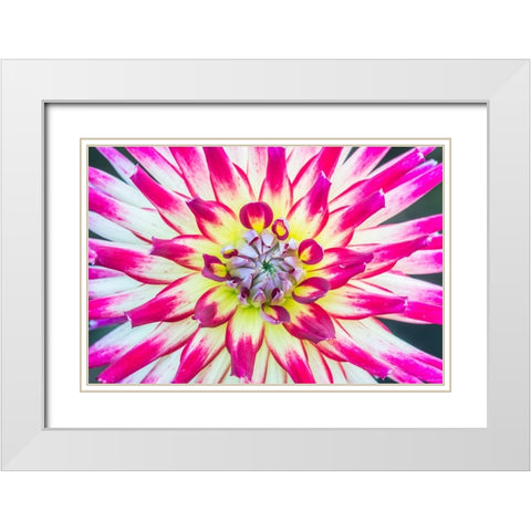 Washington State-Seattle Dahlia White Modern Wood Framed Art Print with Double Matting by Tilley, Rob