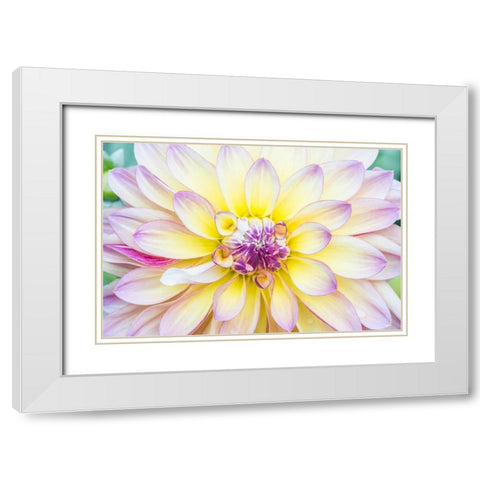 Washington State-Seattle Dahlia White Modern Wood Framed Art Print with Double Matting by Tilley, Rob