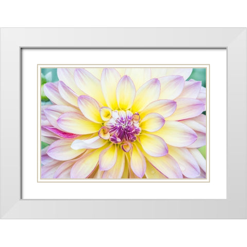 Washington State-Seattle Dahlia White Modern Wood Framed Art Print with Double Matting by Tilley, Rob