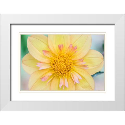 Washington State-Seattle Dahlia White Modern Wood Framed Art Print with Double Matting by Tilley, Rob