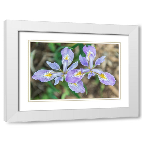 Washington State-Seattle Iris White Modern Wood Framed Art Print with Double Matting by Tilley, Rob