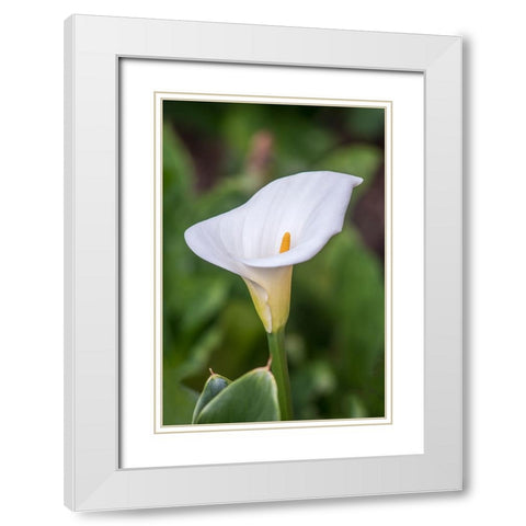 Washington State-Seattle Lily White Modern Wood Framed Art Print with Double Matting by Tilley, Rob