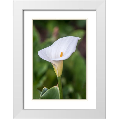 Washington State-Seattle Lily White Modern Wood Framed Art Print with Double Matting by Tilley, Rob
