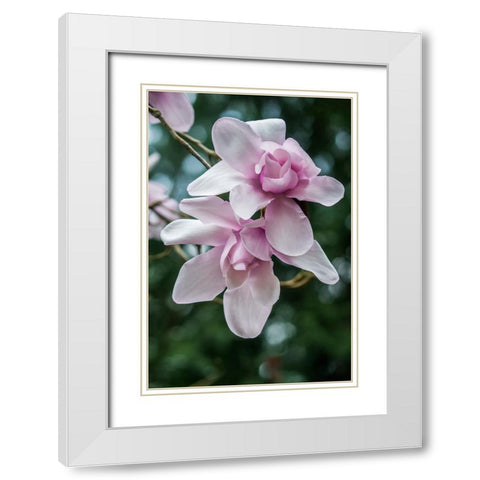 Washington State-Seattle Magnolia White Modern Wood Framed Art Print with Double Matting by Tilley, Rob