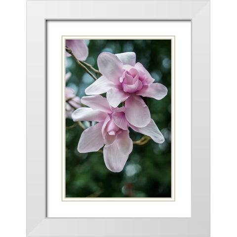 Washington State-Seattle Magnolia White Modern Wood Framed Art Print with Double Matting by Tilley, Rob