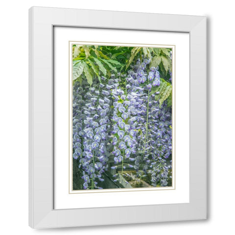 Washington State-Seattle Wisteria White Modern Wood Framed Art Print with Double Matting by Tilley, Rob