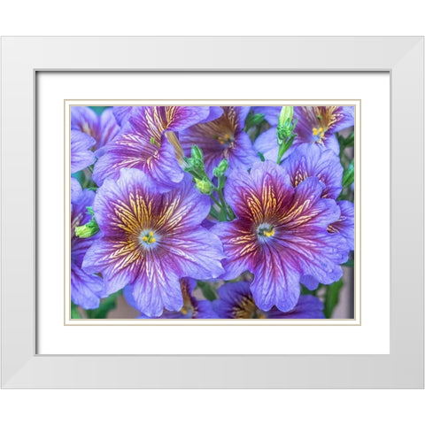 Washington State-Sammamish-Painted tongue flowering during the summer months design and pattern White Modern Wood Framed Art Print with Double Matting by Gulin, Sylvia