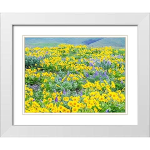 Washington State-Dalles Mountain State Park springtime blooming Lupine and Arrow-leaf Balsamroot White Modern Wood Framed Art Print with Double Matting by Gulin, Sylvia