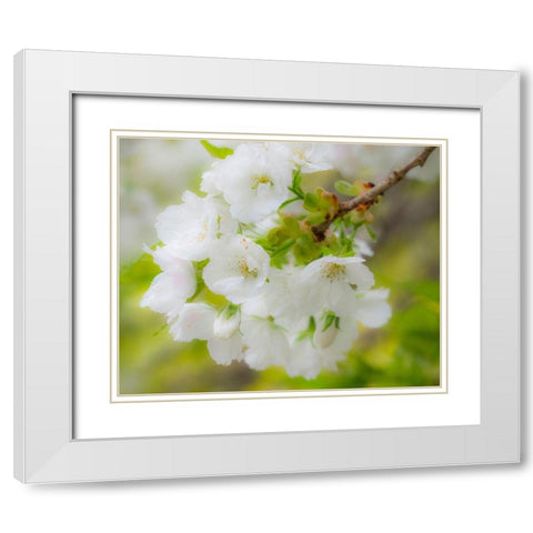Washington State-Seattle-Washington Arboretum-Springtime cherry blooming White Modern Wood Framed Art Print with Double Matting by Gulin, Sylvia