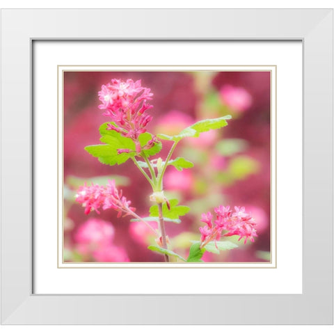 Washington State-Sammamish-spring flowering Currant White Modern Wood Framed Art Print with Double Matting by Gulin, Sylvia