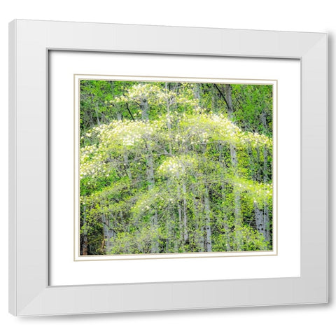 Washington State-Snoqualmie forest edge in spring with dogwoods blooming White Modern Wood Framed Art Print with Double Matting by Gulin, Sylvia
