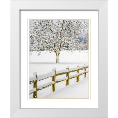 Washington State-Fall City-fresh snow on trees and fence White Modern Wood Framed Art Print with Double Matting by Gulin, Sylvia