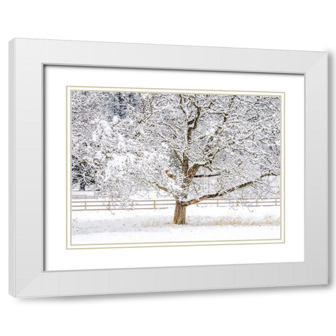 Washington State-Fall City-fresh snow on trees and fence White Modern Wood Framed Art Print with Double Matting by Gulin, Sylvia