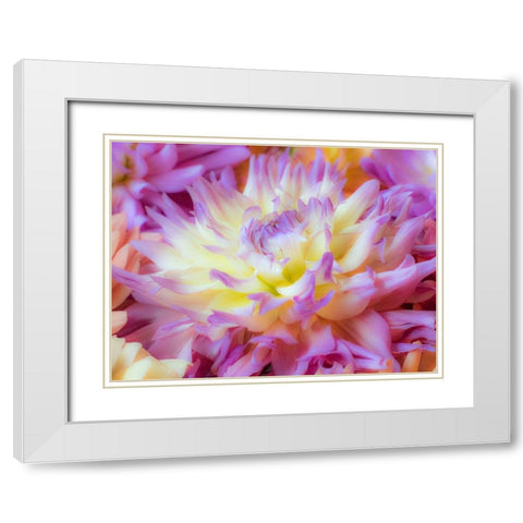 Washington State-Sammamish Dahlia flower design and patterns White Modern Wood Framed Art Print with Double Matting by Gulin, Sylvia
