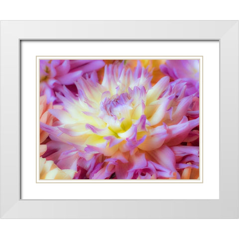 Washington State-Sammamish Dahlia flower design and patterns White Modern Wood Framed Art Print with Double Matting by Gulin, Sylvia