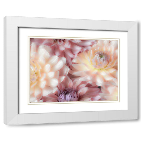 Washington State-Sammamish Dahlia flower design and patterns White Modern Wood Framed Art Print with Double Matting by Gulin, Sylvia