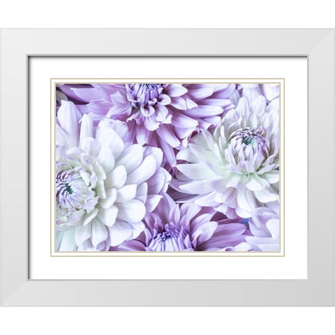 Washington State-Sammamish Dahlia flower design and patterns White Modern Wood Framed Art Print with Double Matting by Gulin, Sylvia