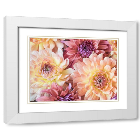 Washington State-Sammamish Dahlia flower design and patterns White Modern Wood Framed Art Print with Double Matting by Gulin, Sylvia