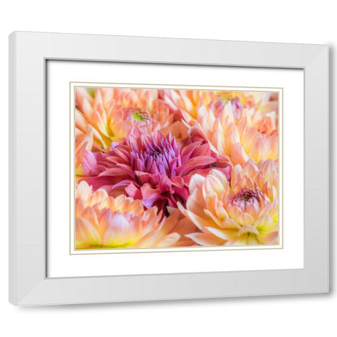 Washington State-Sammamish Dahlia flower design and patterns White Modern Wood Framed Art Print with Double Matting by Gulin, Sylvia
