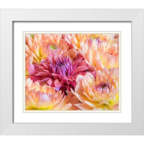 Washington State-Sammamish Dahlia flower design and patterns White Modern Wood Framed Art Print with Double Matting by Gulin, Sylvia