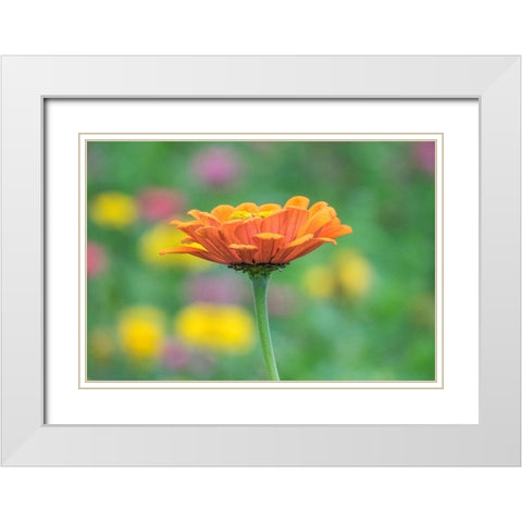 Washington State-Oakville-Pacific Northwest zinnia flower White Modern Wood Framed Art Print with Double Matting by Gulin, Sylvia
