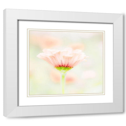 Washington State-Oakville-Pacific Northwest zinnia flower White Modern Wood Framed Art Print with Double Matting by Gulin, Sylvia