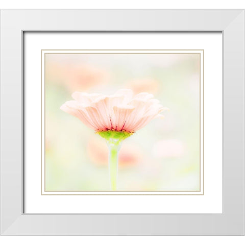 Washington State-Oakville-Pacific Northwest zinnia flower White Modern Wood Framed Art Print with Double Matting by Gulin, Sylvia