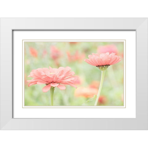 Washington State-Oakville-Pacific Northwest zinnia flower White Modern Wood Framed Art Print with Double Matting by Gulin, Sylvia
