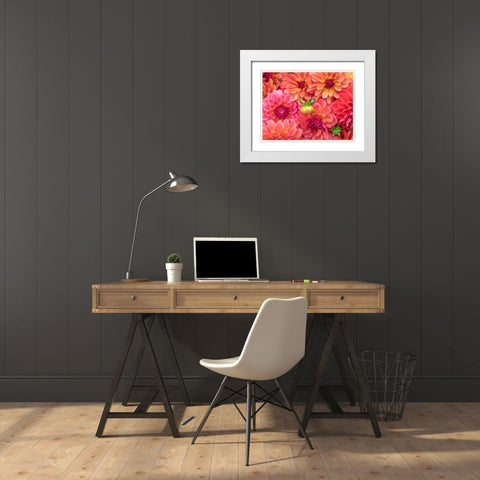 Washington State-Sammamish Dahlia flower design and patterns White Modern Wood Framed Art Print with Double Matting by Gulin, Sylvia