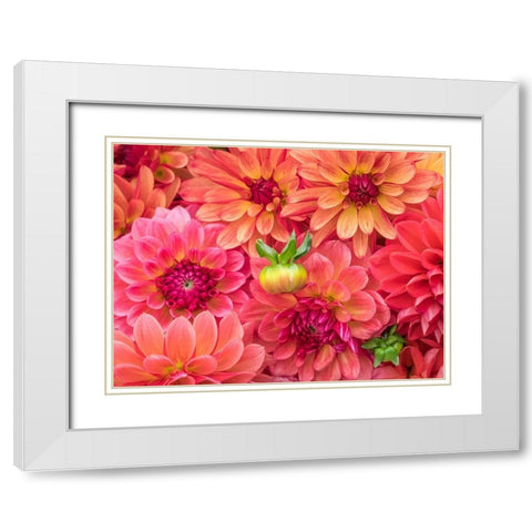 Washington State-Sammamish Dahlia flower design and patterns White Modern Wood Framed Art Print with Double Matting by Gulin, Sylvia