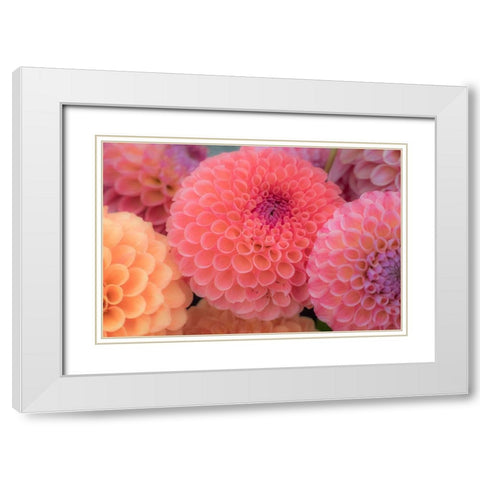Washington State-Sammamish Dahlia flower design and patterns White Modern Wood Framed Art Print with Double Matting by Gulin, Sylvia