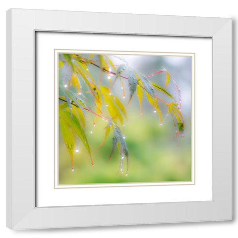 Washington State-Sammamish dew drops on Japanese Maple leaves White Modern Wood Framed Art Print with Double Matting by Gulin, Sylvia