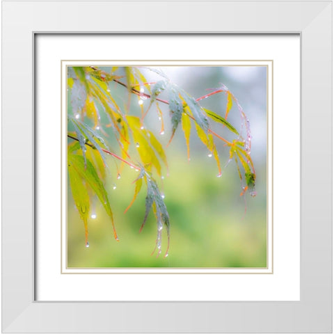 Washington State-Sammamish dew drops on Japanese Maple leaves White Modern Wood Framed Art Print with Double Matting by Gulin, Sylvia