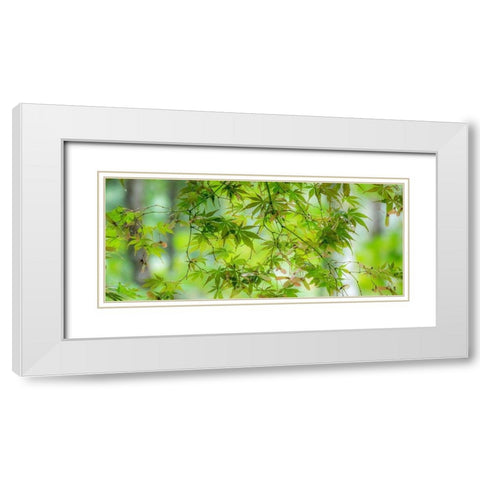 Washington State-Sammamish-looking up through Japanese Maple Leaves in Autumns colors White Modern Wood Framed Art Print with Double Matting by Gulin, Sylvia
