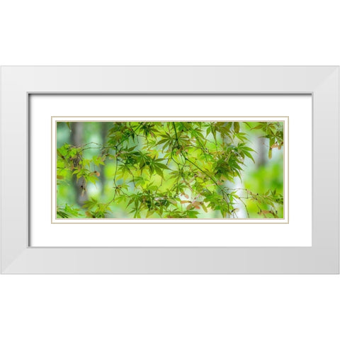 Washington State-Sammamish-looking up through Japanese Maple Leaves in Autumns colors White Modern Wood Framed Art Print with Double Matting by Gulin, Sylvia