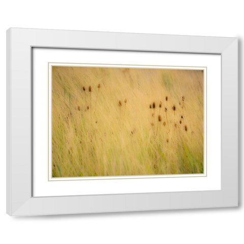 Washington State-Palouse-Eastern Washington and Teasel and grasses gold colors White Modern Wood Framed Art Print with Double Matting by Gulin, Sylvia