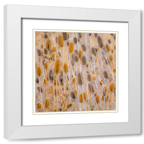 Washington State-Palouse-Eastern Washington and Teasel and grasses gold colors White Modern Wood Framed Art Print with Double Matting by Gulin, Sylvia