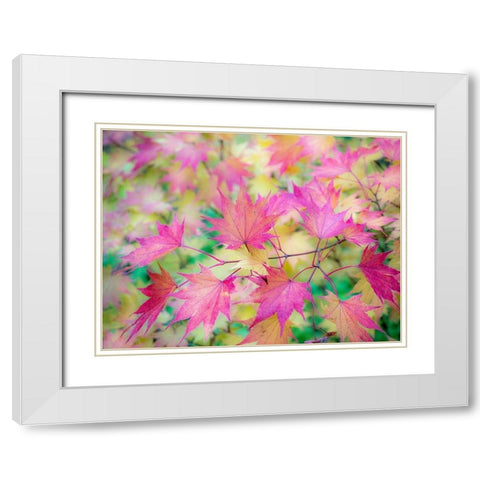 Washington State-Sammamish Japanese Maple leaves fall colors in gold and reds White Modern Wood Framed Art Print with Double Matting by Gulin, Sylvia